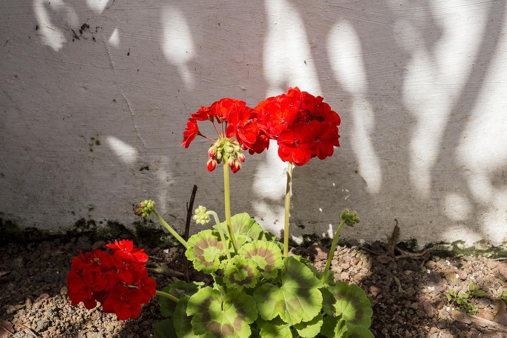ポンタ・デルガダ Family House Gardenヴィラ 部屋 写真